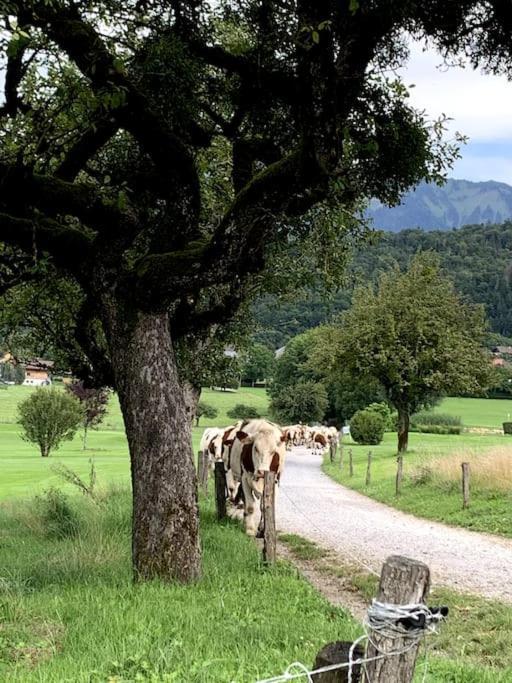 Petit Cocon Entre Lac, Golf Et Montagne, Proche D'Annecy 기즈 외부 사진